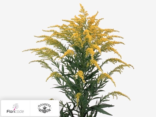 25 Солидаго Золотых